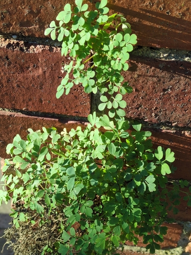 Pseudofumaria lutea