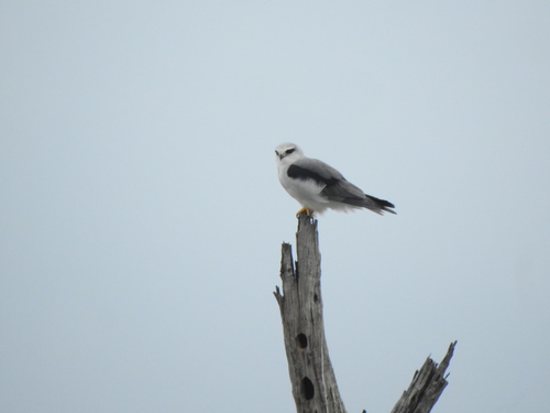 Black-winged Kite (Elanus caeruleus)