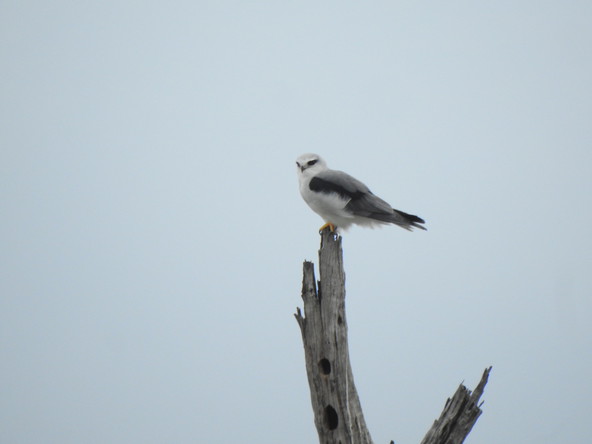 Black-winged Kite (Elanus caeruleus), photo 1