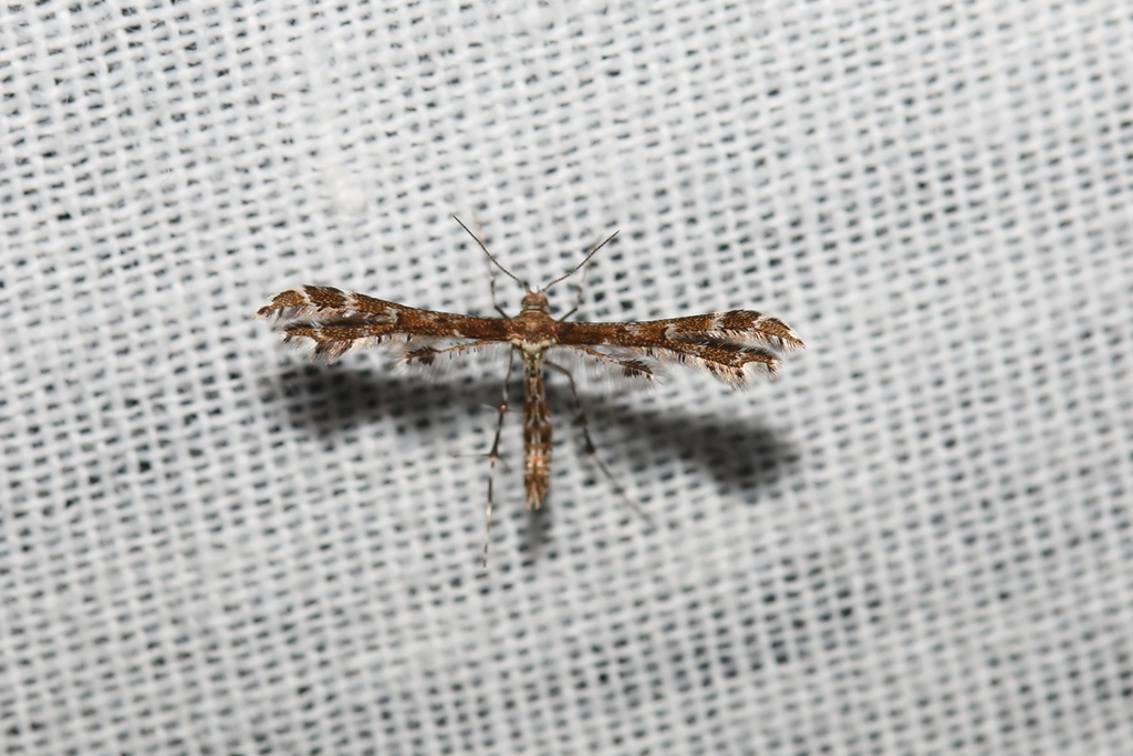 Capperia celeusi