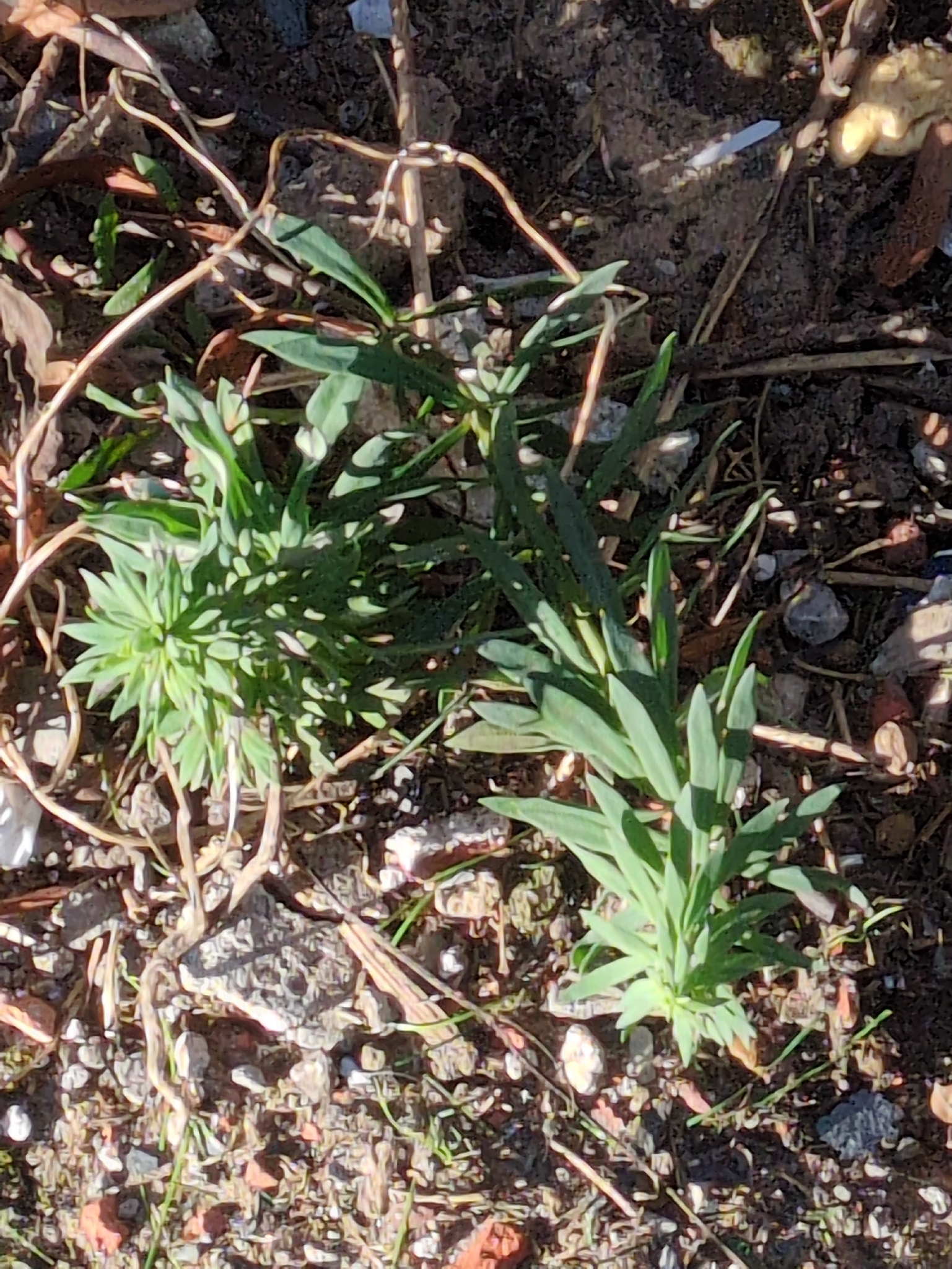 Purple toadflax