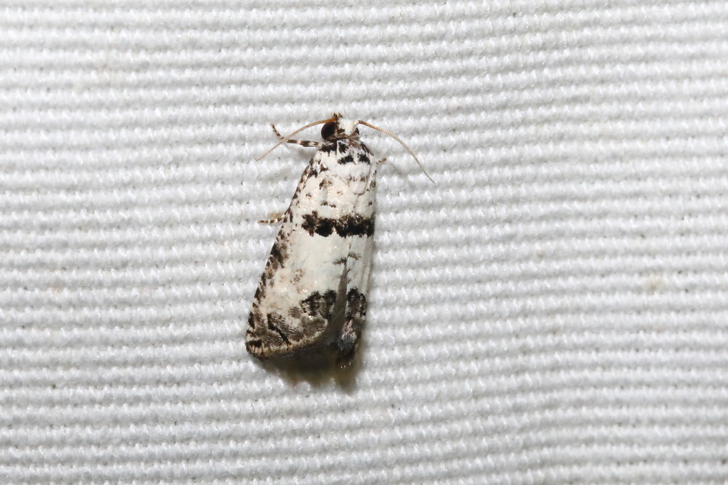Epinotia dalmatana