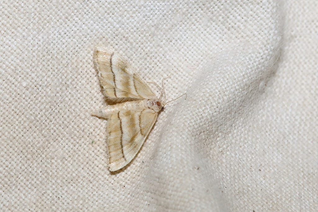 Idaea circuitaria