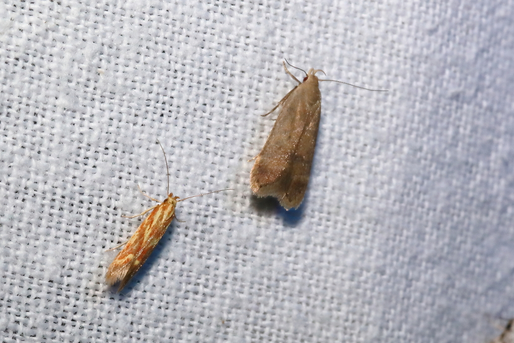 Anacampsis timidella