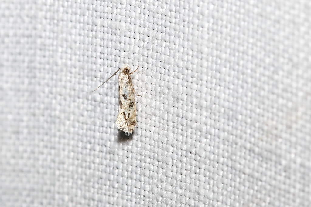 Nemapogon agenjoi