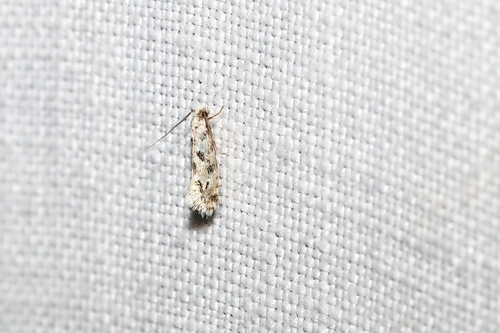 Nemapogon agenjoi
