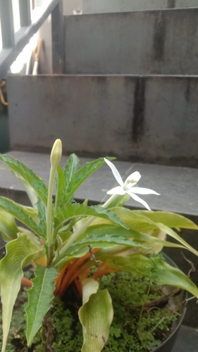 Hippobroma longiflora