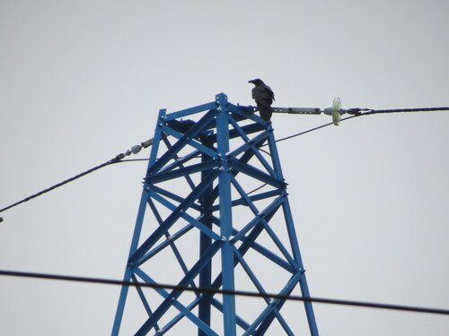 Northern Raven (Corvus corax), photo 6