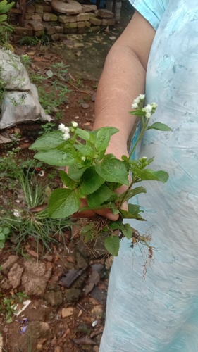 Ageratum conyzoides