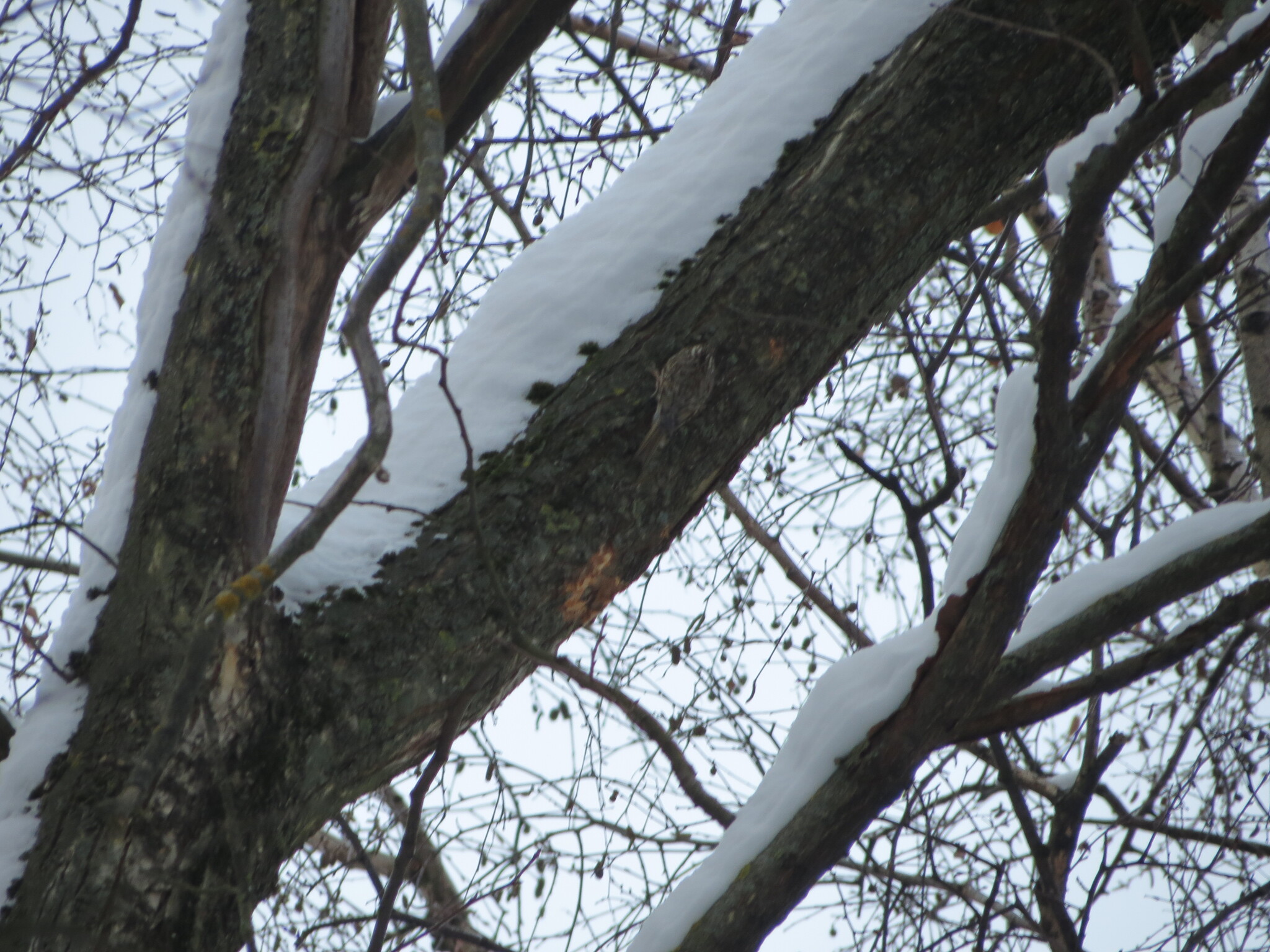 Eurasian Treecreeper (Certhia familiaris), photo 7