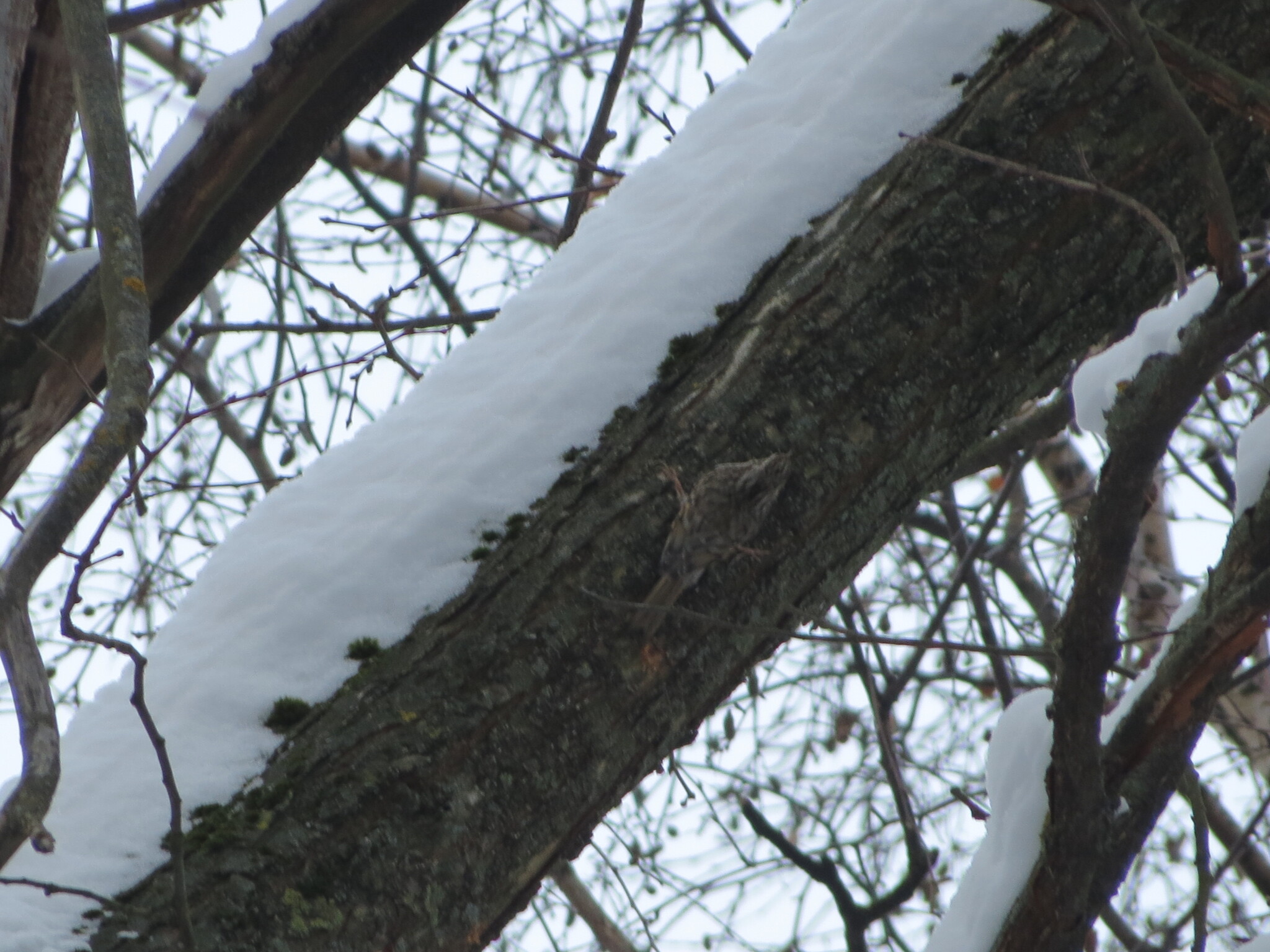 Eurasian Treecreeper (Certhia familiaris), photo 6