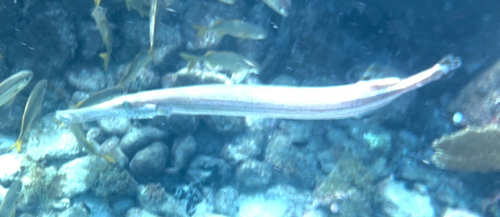 Atlantic trumpetfish (Aulostomus maculatus) — Aulostomidae