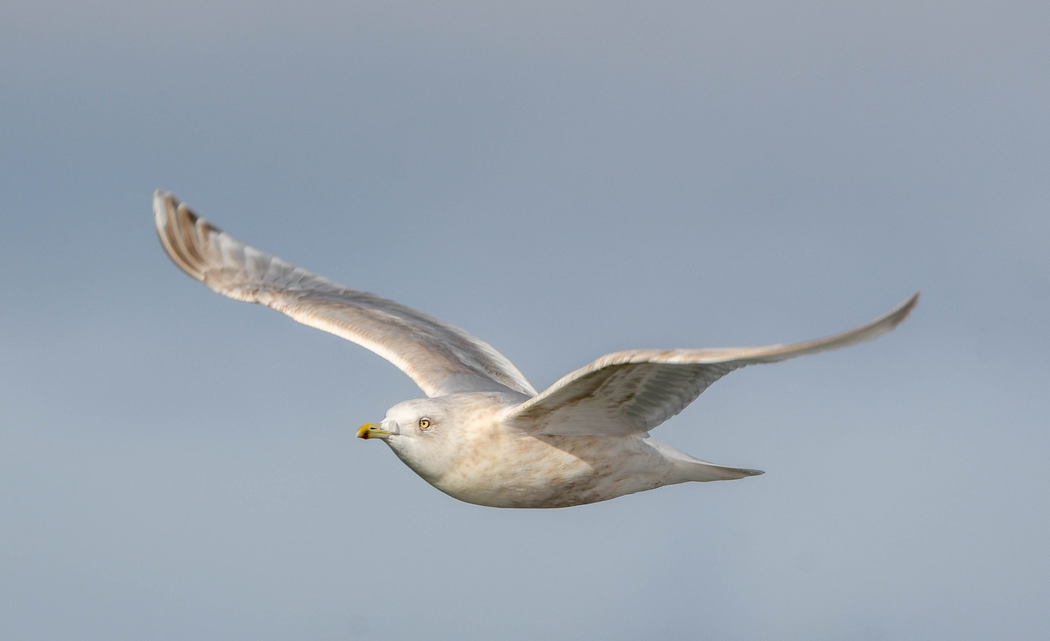 Iceland Gull (Larus glaucoides)