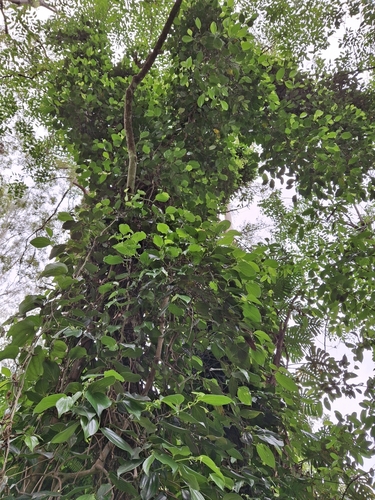 Foto de Desconhecido