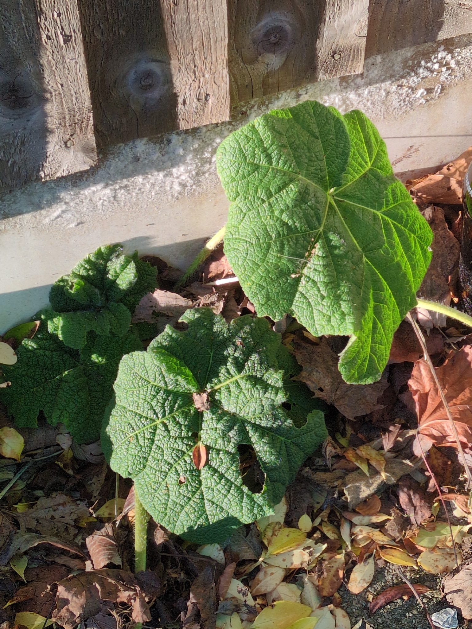 Beispielbild: Stockrose (Alcea rosea)