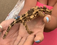 Moloch horridus