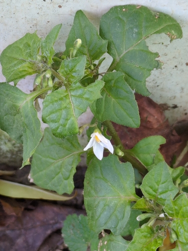 Solanum nigrum