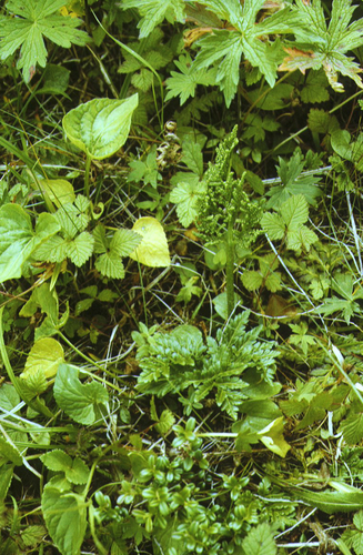 leathery grapefern (Sceptridium robustum)