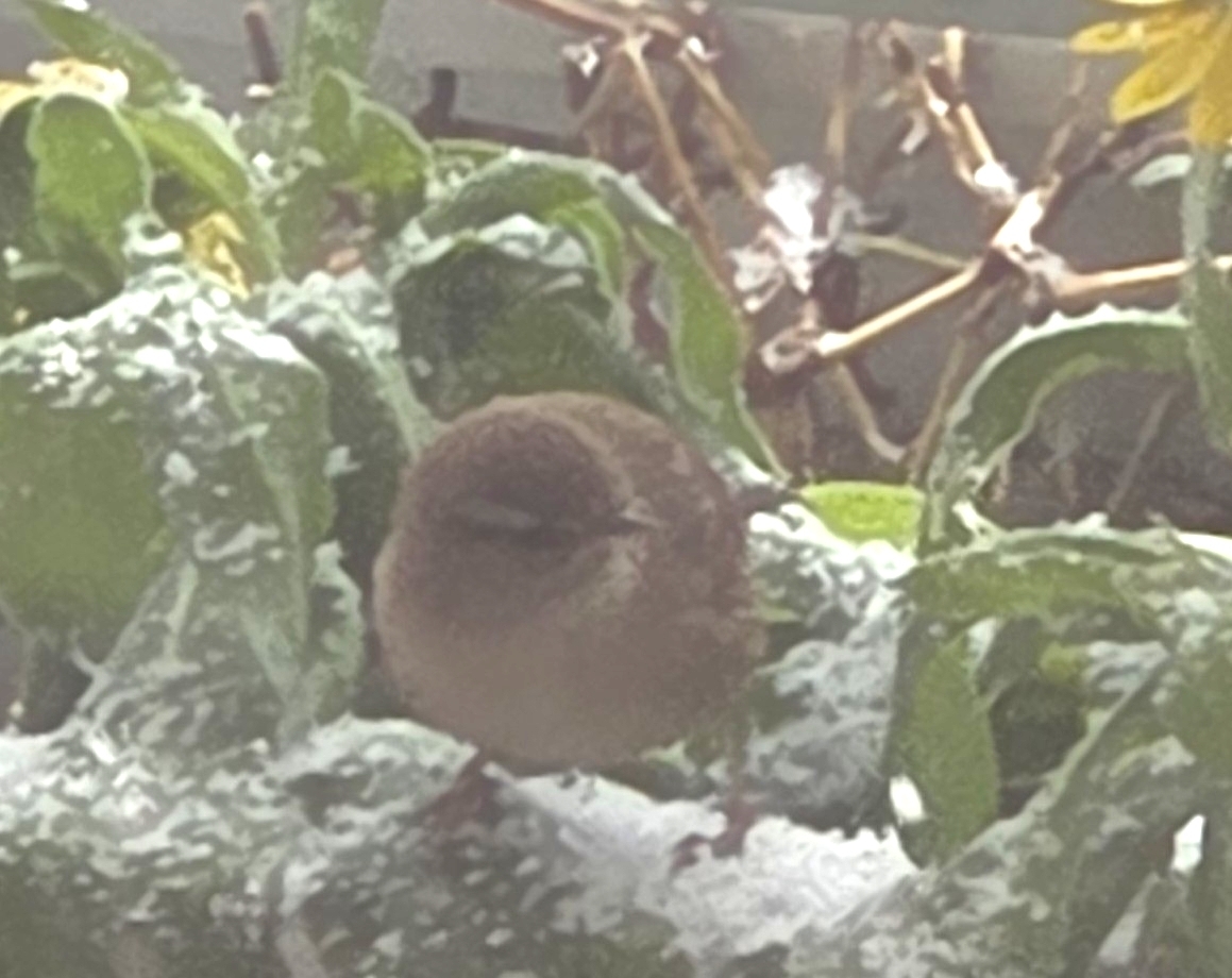 Eurasian Wren (Troglodytes troglodytes), photo 1