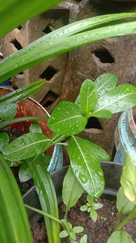 Catharanthus roseus