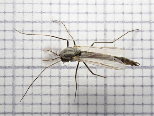 Glyptotendipes pallens
