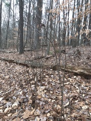 Viburnum acerifolium