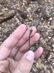 Viburnum acerifolium
