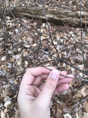 Viburnum acerifolium