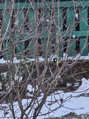 Great Tit (Parus major), photo 4