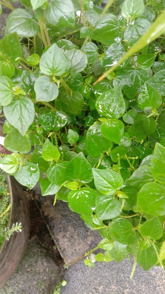 Icing Grass (Peperomia pellucida)