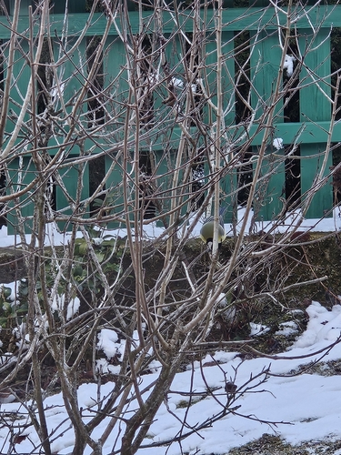 Great Tit (Parus major), photo 5