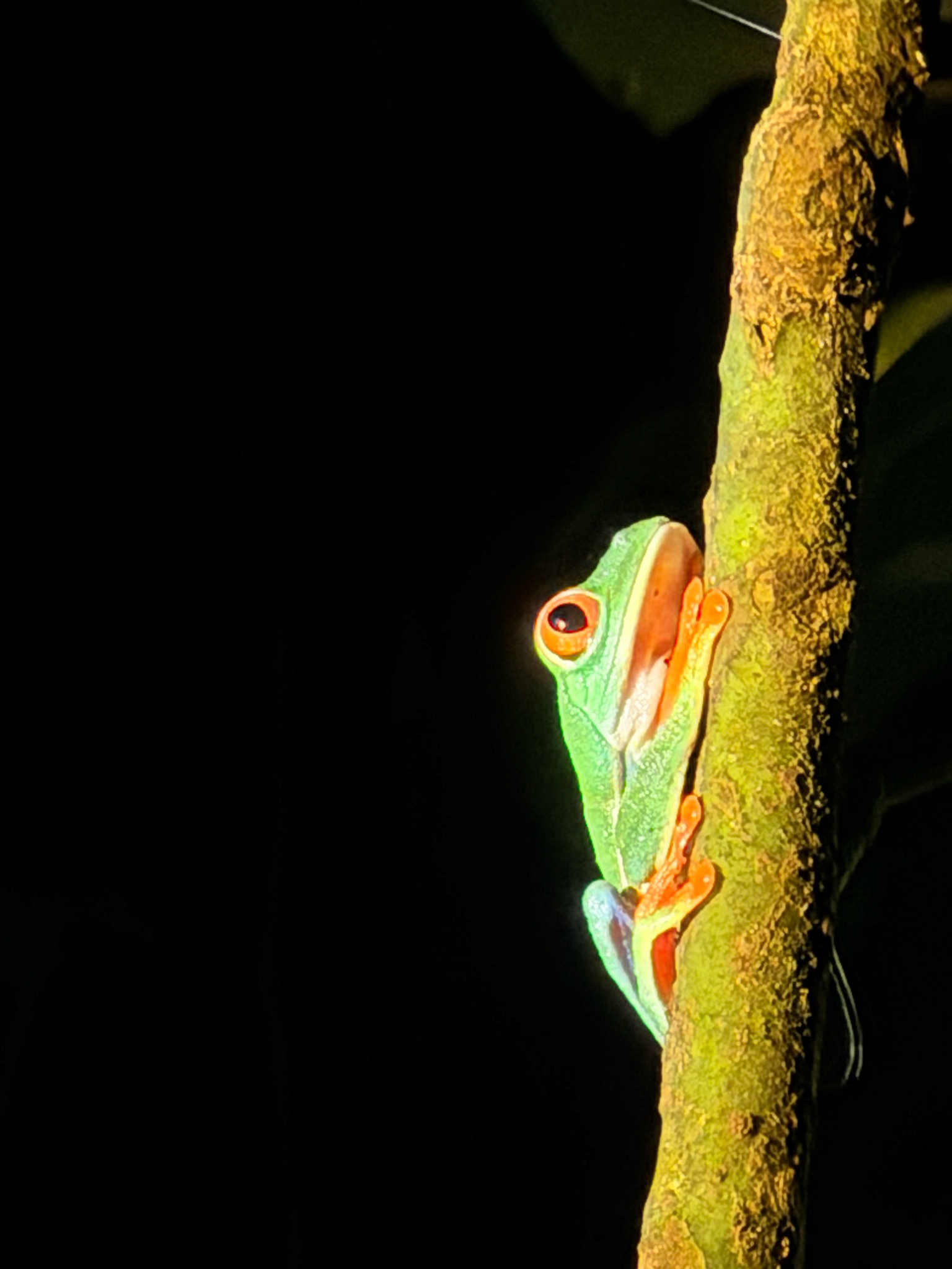 Agalychnis callidryas (Cope, 1862)