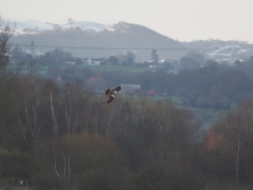 Western Marsh Harrier (Circus aeruginosus)