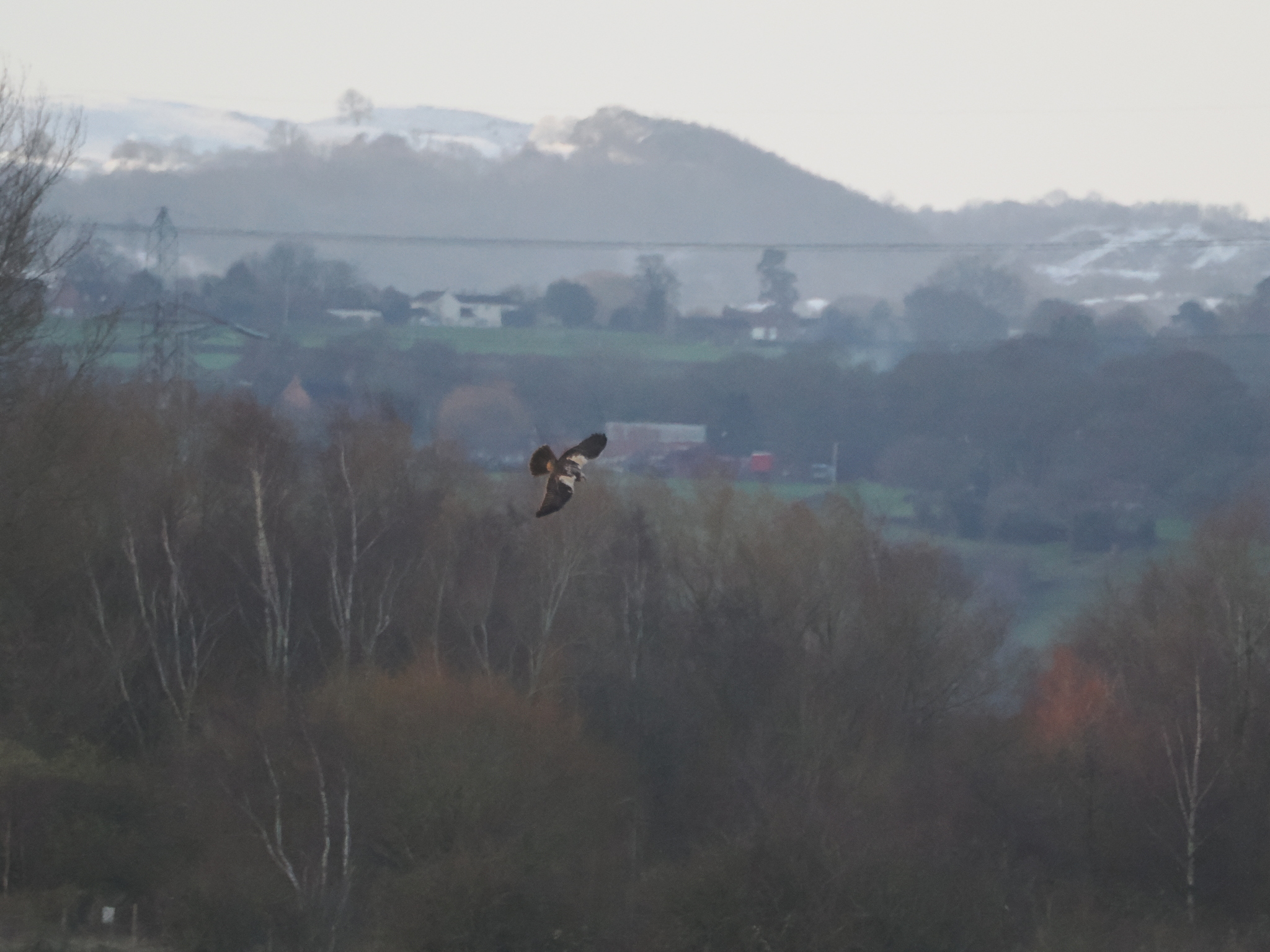 Western Marsh Harrier (Circus aeruginosus), photo 1