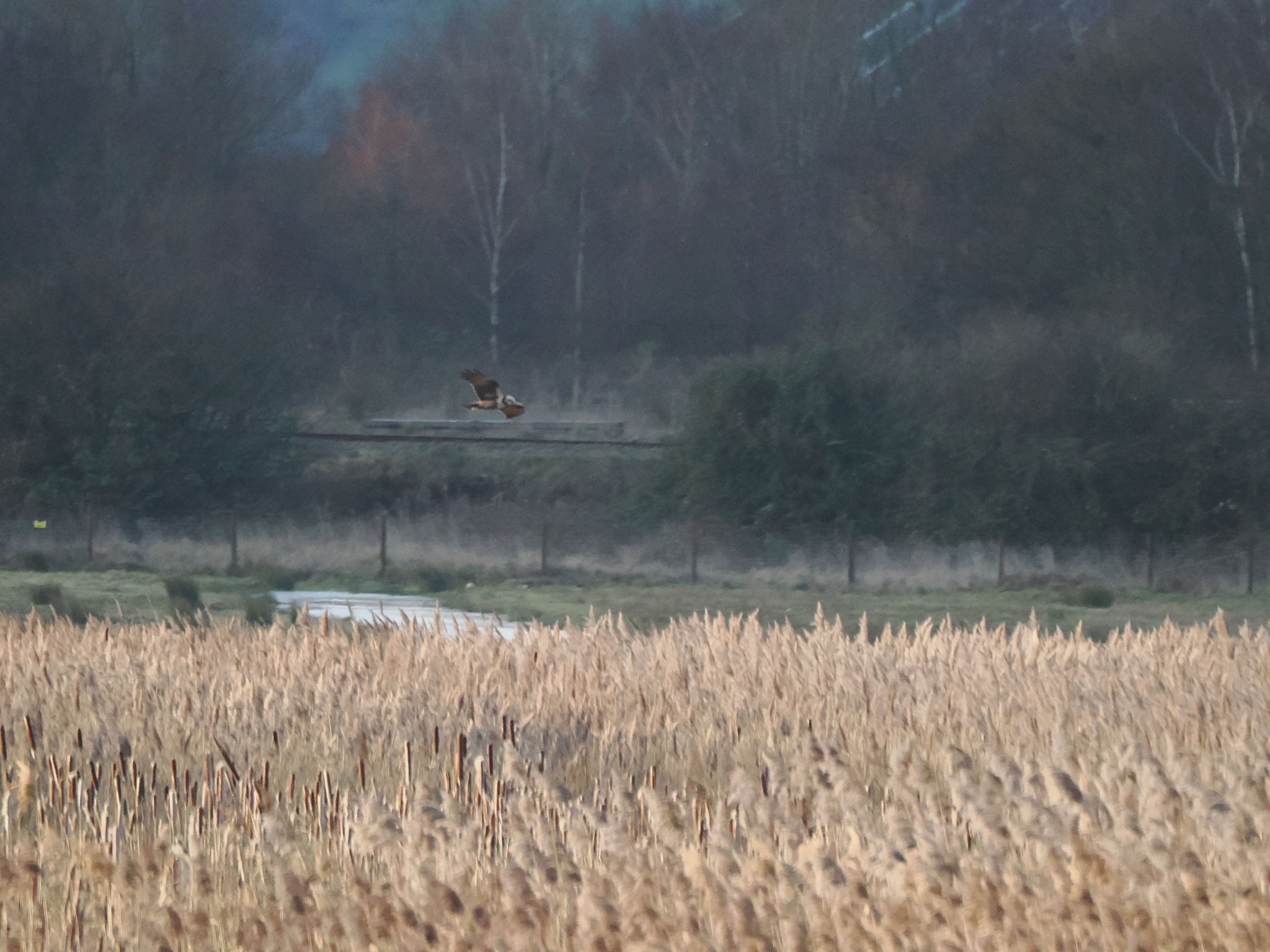 Western Marsh Harrier (Circus aeruginosus), photo 2