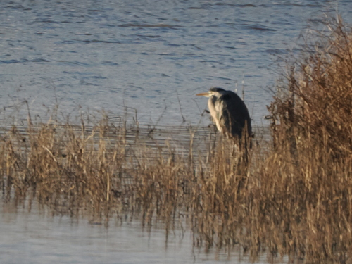 Grey Heron (Ardea cinerea), photo 8