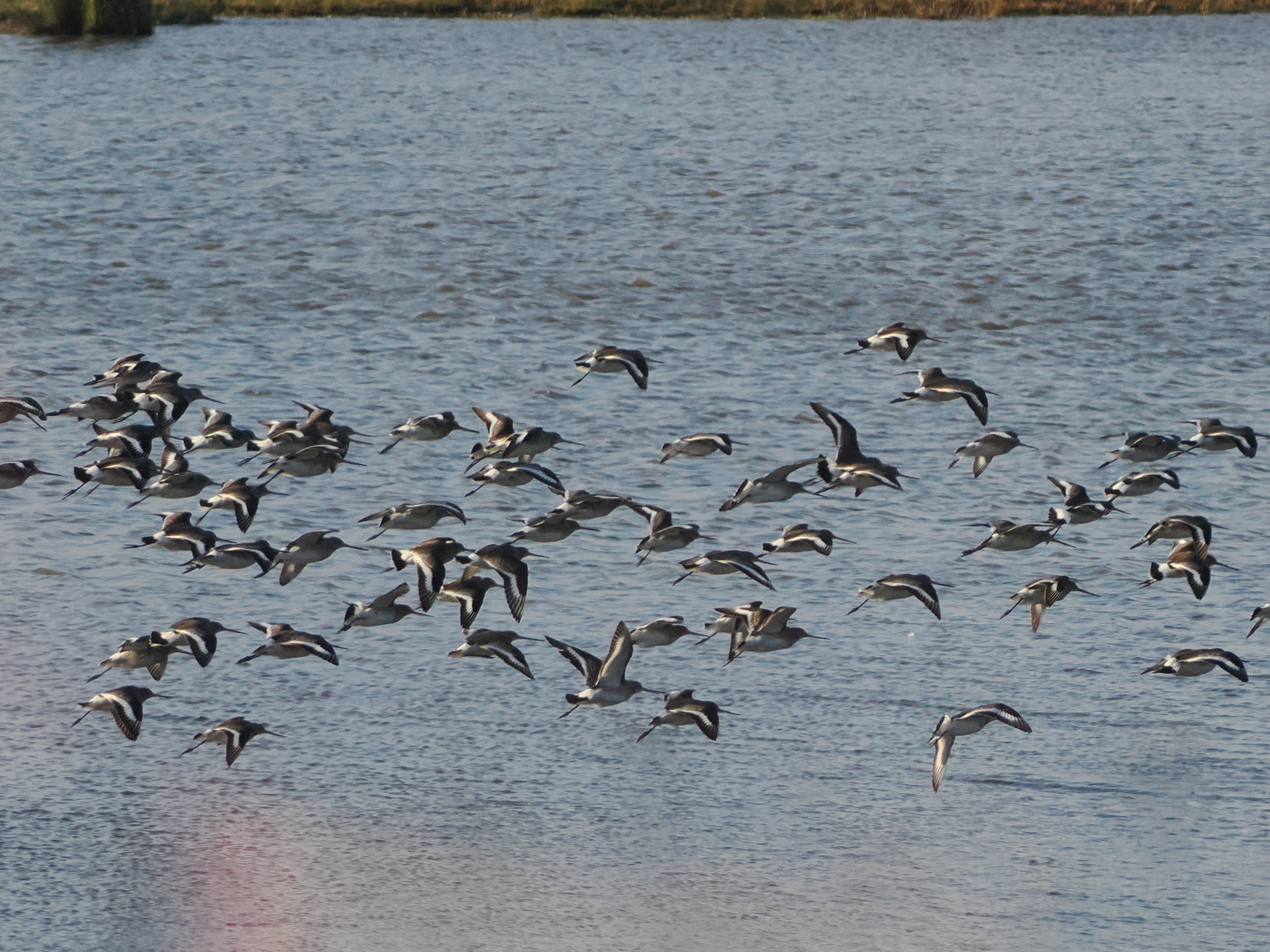 Black-tailed Godwit (Limosa limosa), photo 4