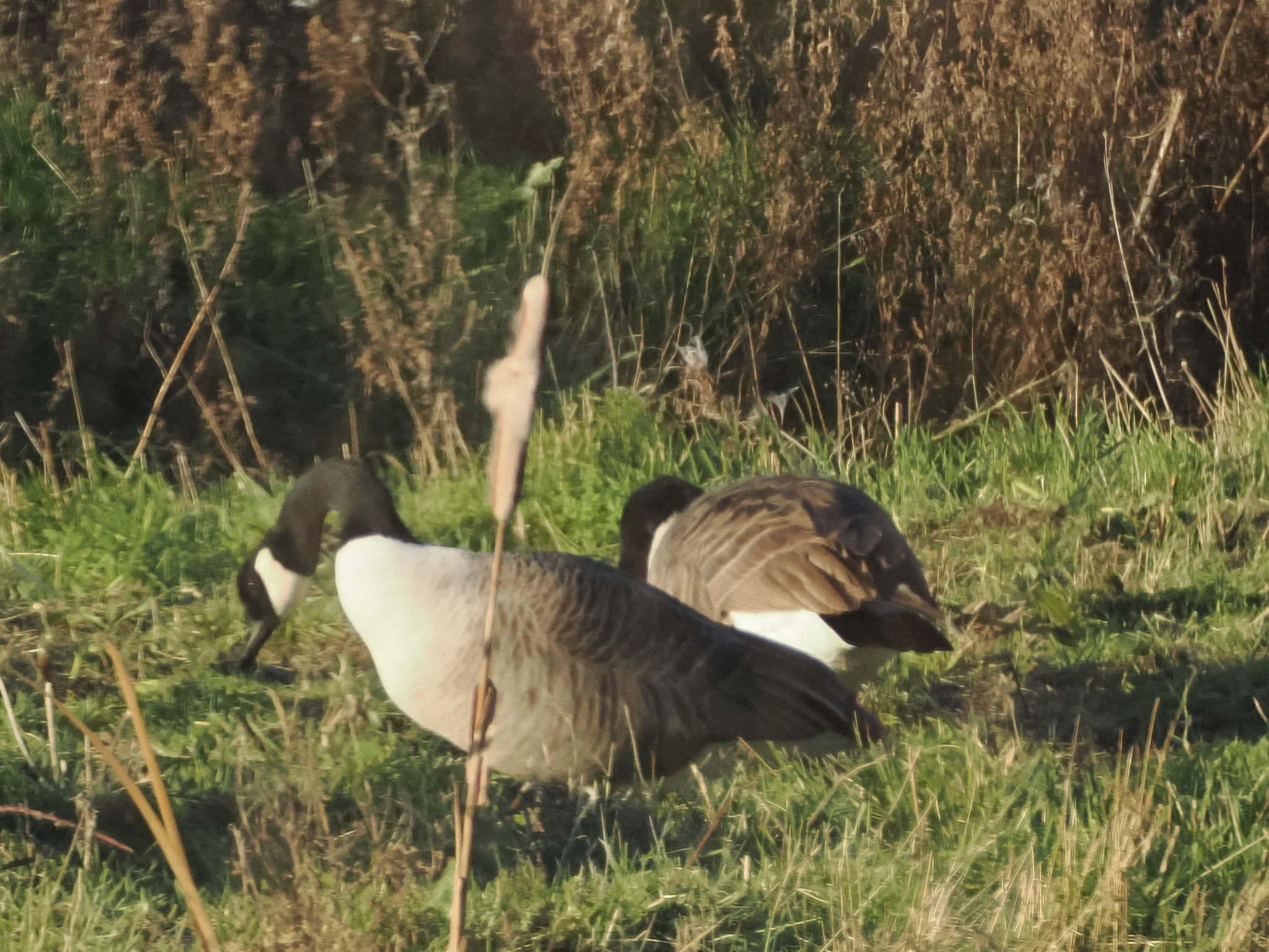Canada Goose (Branta canadensis), photo 3