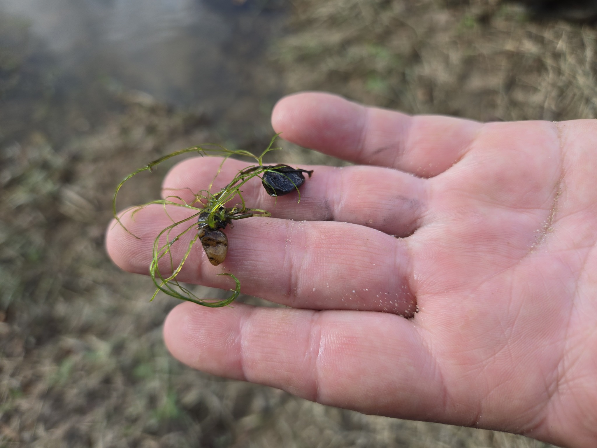 Hornleaf Riverweed (Podostemum ceratophyllum)