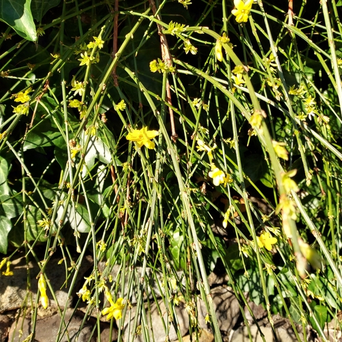 Winter jasmine