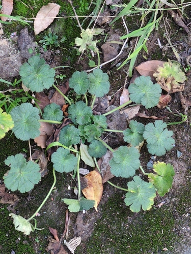 Hedgerow crane's-bill