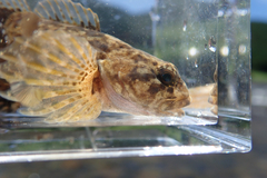 Japanese Fluvial Sculpin photo 5