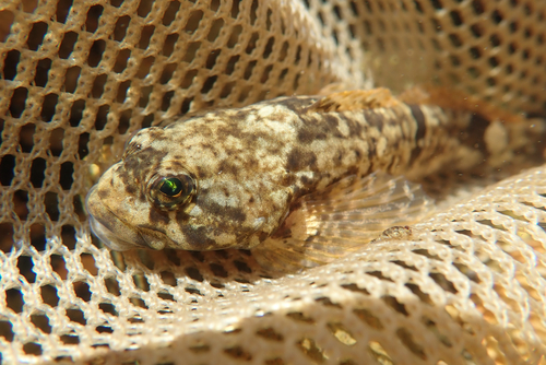 Japanese sculpin (Cottus pollux) — Cottidae — 2