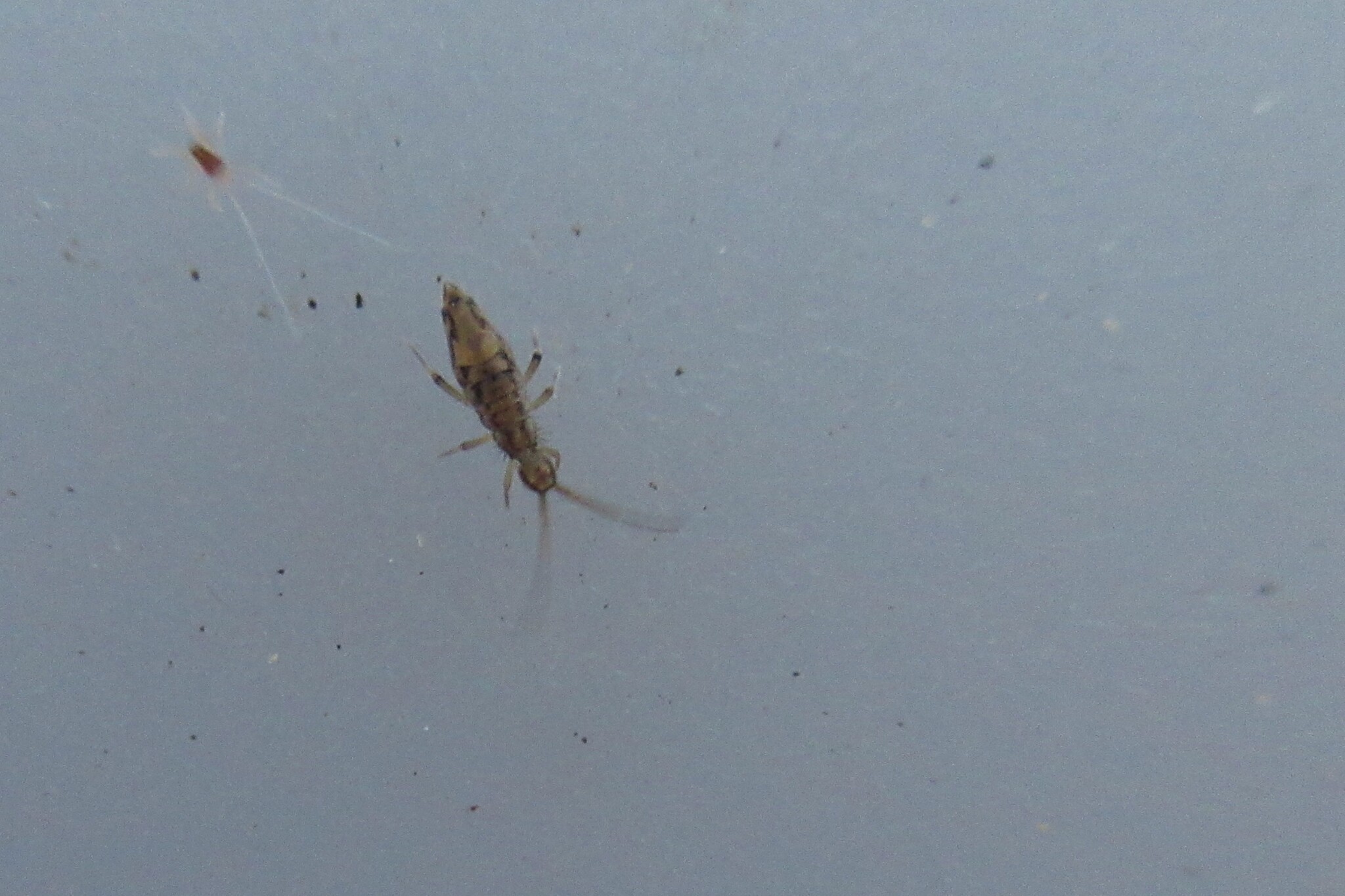 Entomobrya intermedia G.Brook, 1884