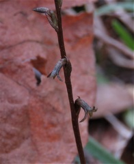 Mesadenus lucayanus