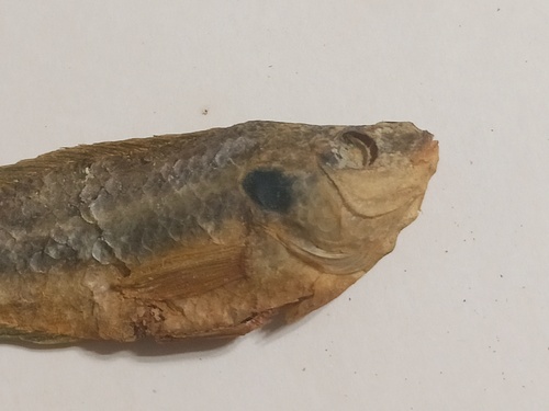 Ocellated wrasse (Symphodus ocellatus) — Labridae