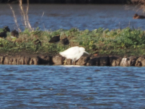Little Egret (Egretta garzetta), photo 10