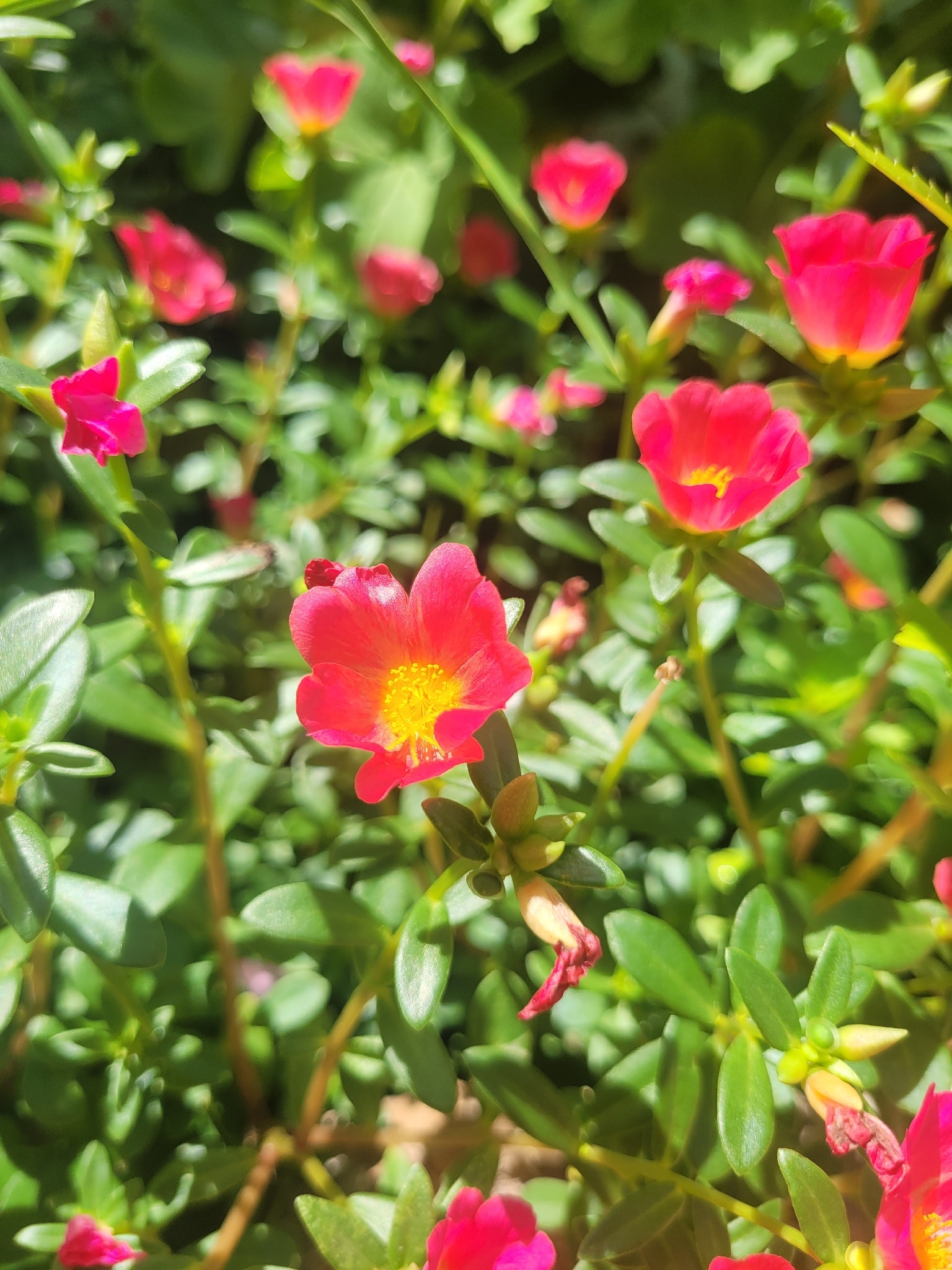 Portulaca umbraticola