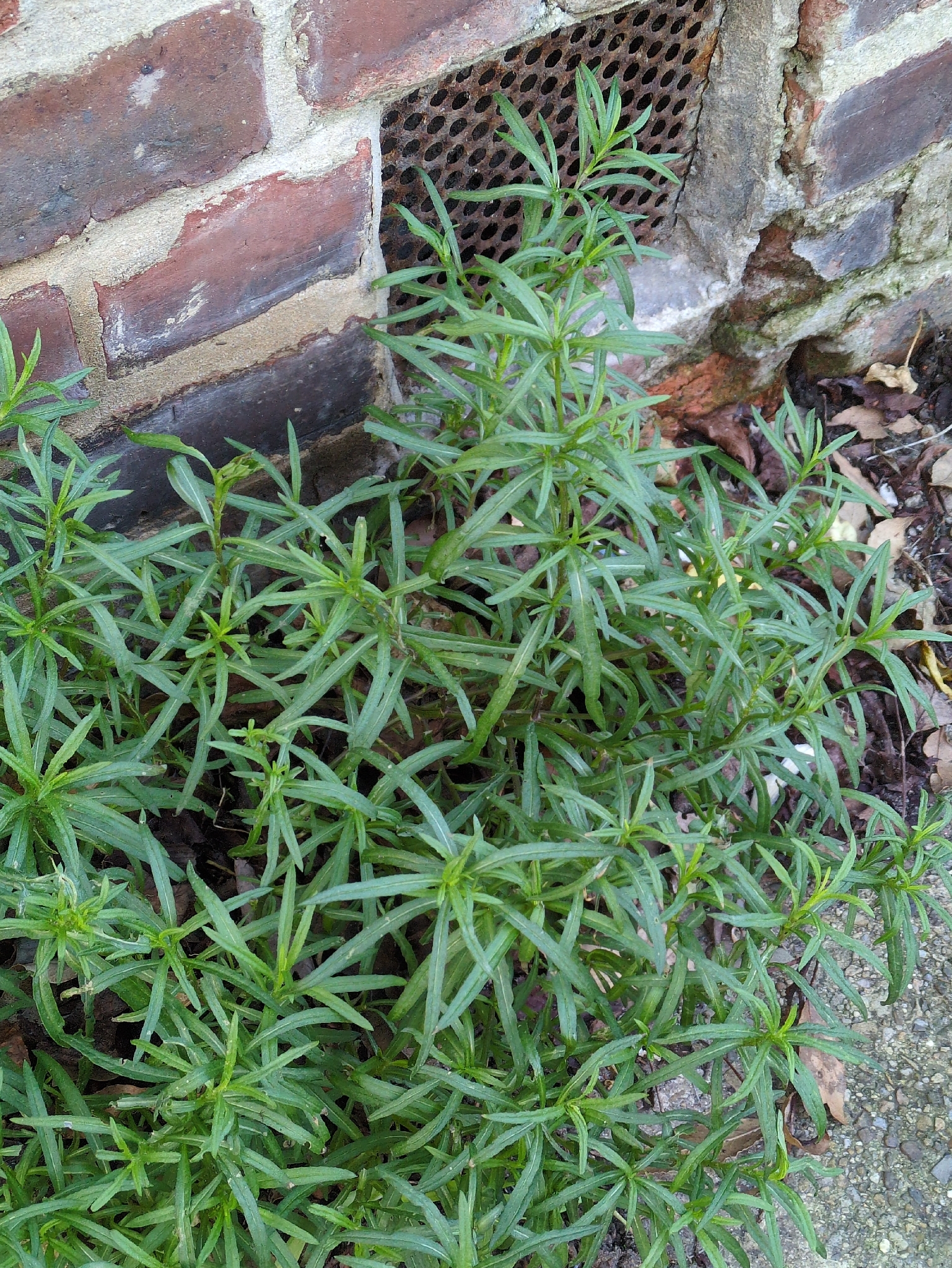South African ragwort