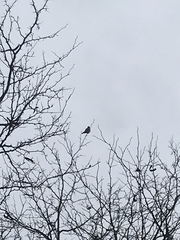 Falco sparverius